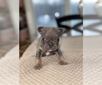 Small Photo #6 French Bulldog Puppy For Sale in HILTON, NY, USA