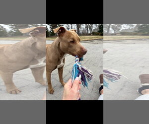 Staffordshire Bull Terrier-Unknown Mix Dogs for adoption in Thomasville, NC, USA