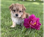 Small #8 Morkie