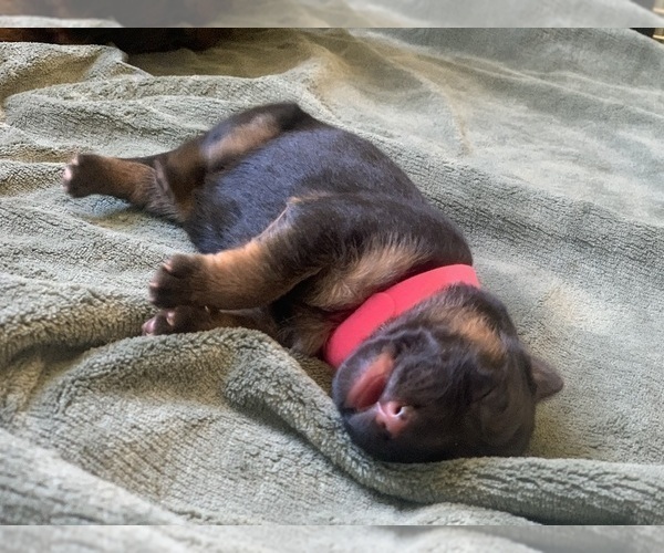 Medium Photo #6 German Shepherd Dog Puppy For Sale in PINON HILLS, CA, USA