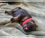 Small Photo #13 German Shepherd Dog Puppy For Sale in PINON HILLS, CA, USA
