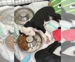 Small Photo #32 Great Dane-Sheepadoodle Mix Puppy For Sale in EGG HARBOR CITY, NJ, USA