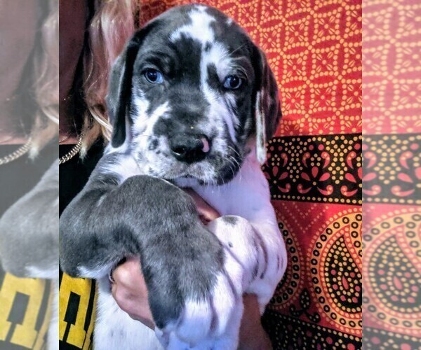 Medium Photo #2 Great Dane Puppy For Sale in WILM, NC, USA