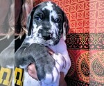 Small Photo #2 Great Dane Puppy For Sale in WILM, NC, USA