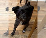 Small Poodle (Miniature) Mix