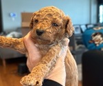 Small Photo #8 Goldendoodle (Miniature) Puppy For Sale in LINWOOD, MI, USA