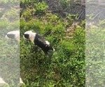 Small Photo #2 Sheepadoodle Puppy For Sale in INDEPENDENCE, MO, USA