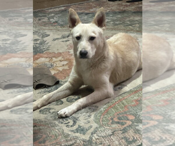 Medium Photo #4 Labrador Retriever-Unknown Mix Puppy For Sale in Boston, MA, USA