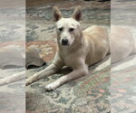 Small #3 Labrador Retriever Mix
