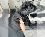Small #1 Bernedoodle