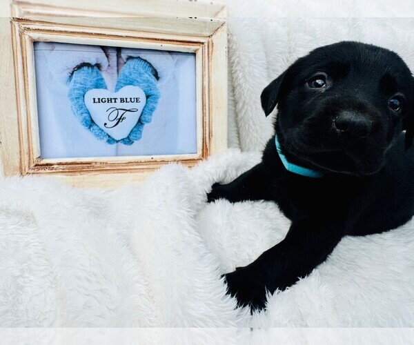 Medium Photo #1 Labrador Retriever Puppy For Sale in MAYSVILLE, GA, USA
