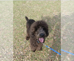 Goldendoodle Puppy for sale in KISSIMMEE, FL, USA