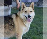 Small German Shepherd Dog Mix