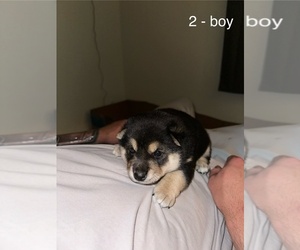 Shiba Inu Puppy for Sale in NORTHRIDGE, California USA