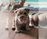 Small English Bulldog