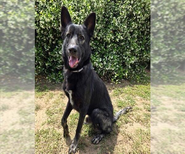 Medium Photo #2 German Shepherd Dog Puppy For Sale in Ocala, FL, USA