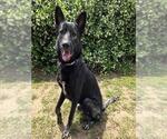 Small #1 German Shepherd Dog