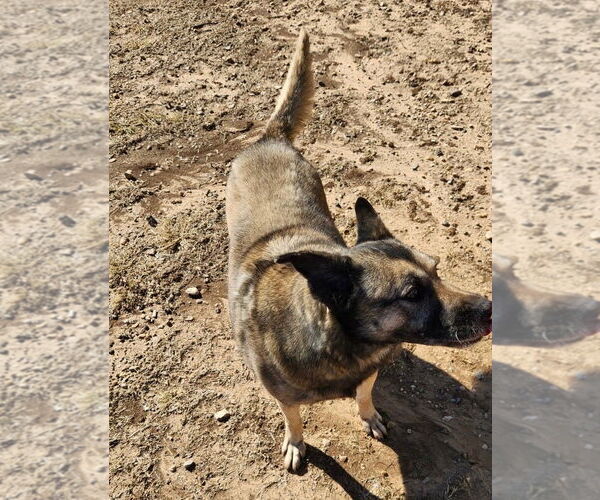 Medium Photo #3 Mutt Puppy For Sale in Amarillo, TX, USA