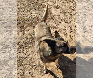 Mutt Dogs for adoption in Amarillo, TX, USA
