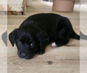 Sheprador Puppy for sale in ATMORE, AL, USA