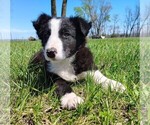 Small #11 Border Collie