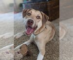 Small #6 Labrador Retriever Mix