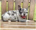 Small Photo #2 French Bulldog Puppy For Sale in PRINCETON, CA, USA