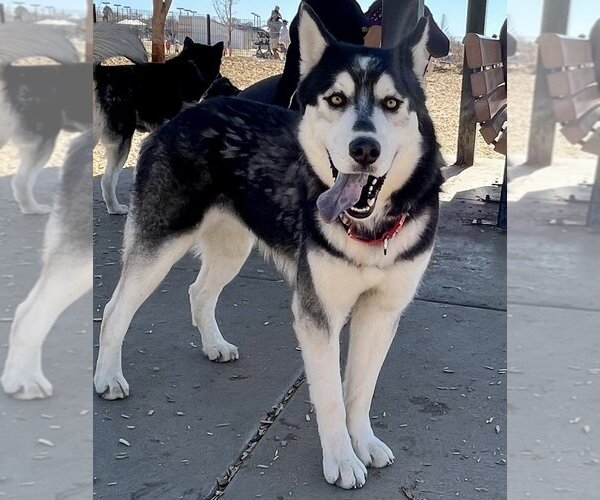 Medium Photo #4 Siberian Husky Puppy For Sale in Cedar Crest, NM, USA