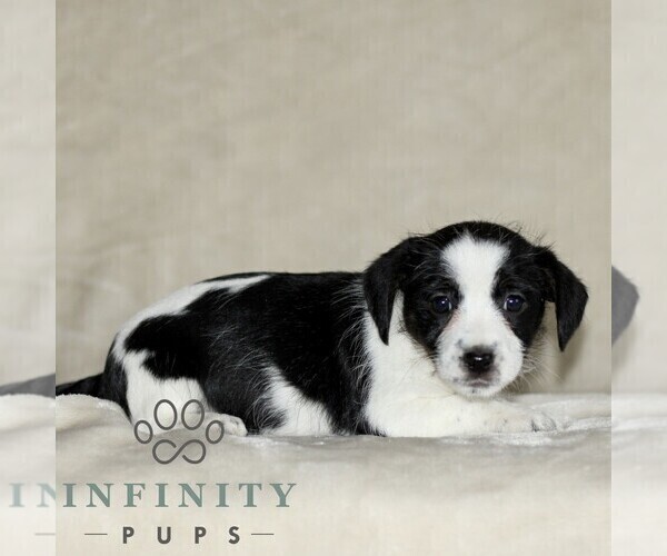 Medium Photo #4 Jack Russell Terrier-ShihPoo Mix Puppy For Sale in GORDONVILLE, PA, USA