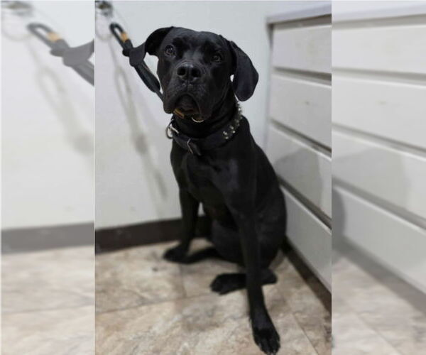 Medium Photo #2 Mutt Puppy For Sale in Lakewood, CO, USA