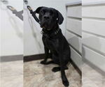 Small #1 Mutt