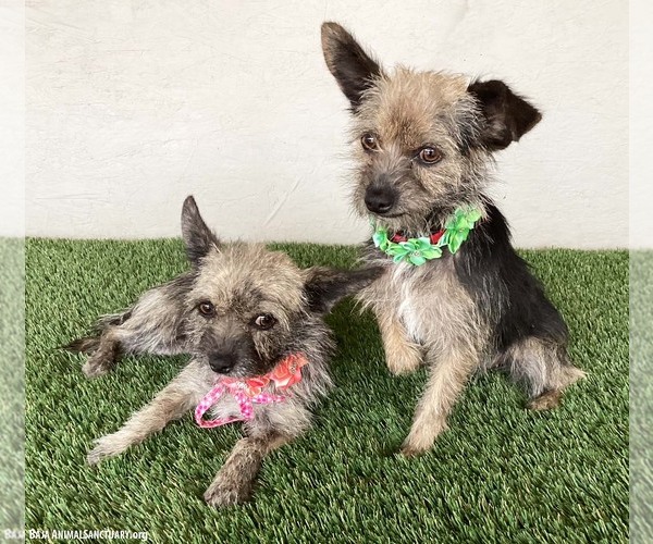 Medium Photo #4 Cairn Terrier-Unknown Mix Puppy For Sale in San Diego, CA, USA