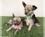 Small #3 Cairn Terrier Mix