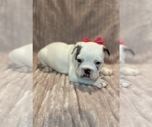 French Bulldog Puppy for sale in ELKHORN, WI, USA