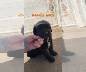 Golden Retriever-Saint Bernard Mix Puppy for sale in HARLAN, IA, USA