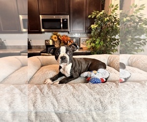 Boston Terrier Puppy for sale in GREENWOOD, IN, USA