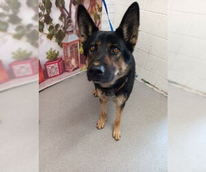 German Shepherd Dog Dogs for adoption in San Bernardino, CA, USA