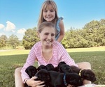 Small #4 Labrador Retriever