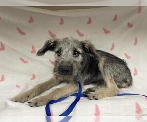 Mutt Dogs for adoption in HESPERIA, CA, USA