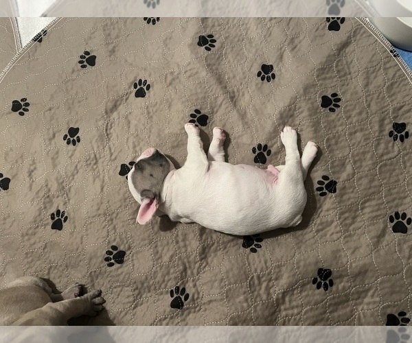 Medium Photo #15 French Bulldog Puppy For Sale in OAKDALE, CA, USA