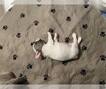 Small Photo #15 French Bulldog Puppy For Sale in OAKDALE, CA, USA