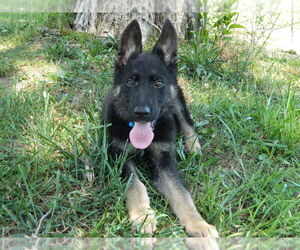 German Shepherd Dog Puppy for Sale in LOUDON, Tennessee USA