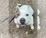 Small #6 Staffordshire Bull Terrier Mix