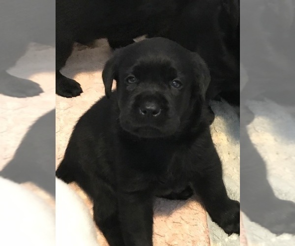 Medium Photo #5 Labrador Retriever Puppy For Sale in KITTRELL, NC, USA