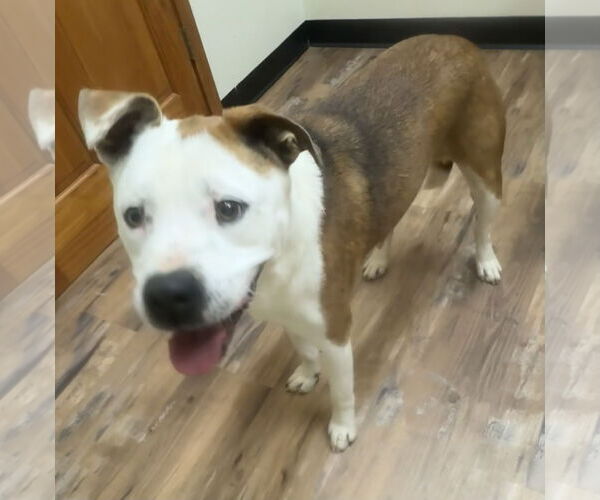 Medium Photo #1 Bulldog-Labrador Retriever Mix Puppy For Sale in Tarrytown, GA, USA