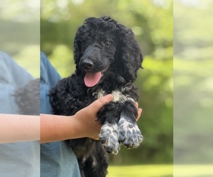 Poodle (Standard) Puppy for sale in HENRY, VA, USA