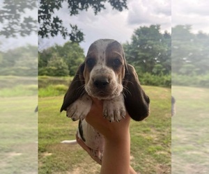 Basset Hound Puppy for Sale in CAMERON, Oklahoma USA