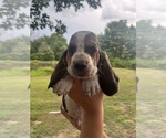 Small Basset Hound