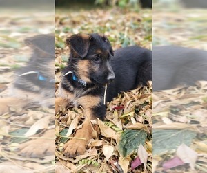 German Shepherd Dog Puppy for sale in COKATO, MN, USA