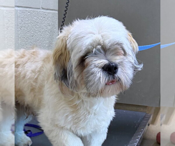Medium Photo #1 Lhasa Apso-Unknown Mix Puppy For Sale in Canton, CT, USA